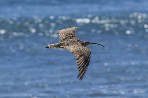 Framed Swooping Over Print