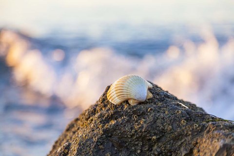 Framed Shellview Surf Print