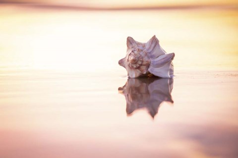 Framed King of the Beach Print