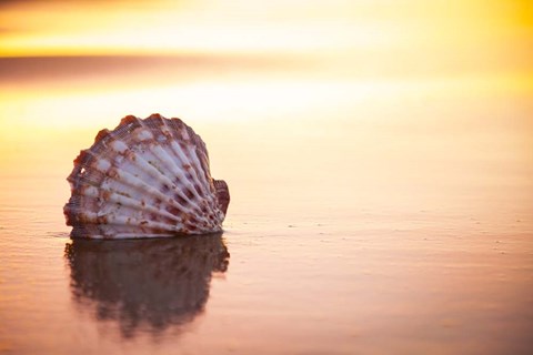 Framed Battered But Beautiful Print