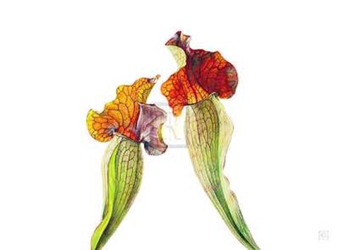 Framed Rosie Sanders - Pitcher Plants I [Ed 99] Print