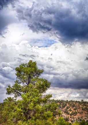 Framed Big Beartree Print