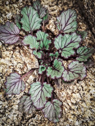 Framed Desert Rock Plant Print