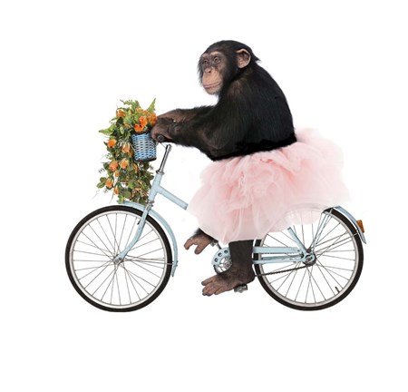 Framed Monkeys Riding Bikes #1 Print