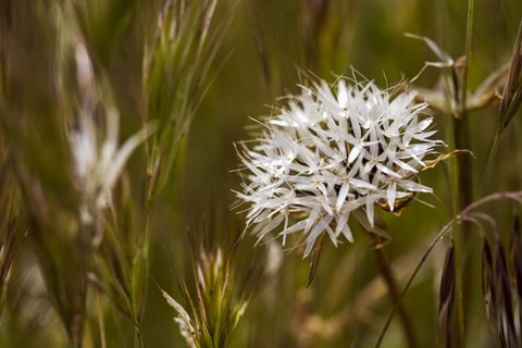 Framed Antelope Valley Print