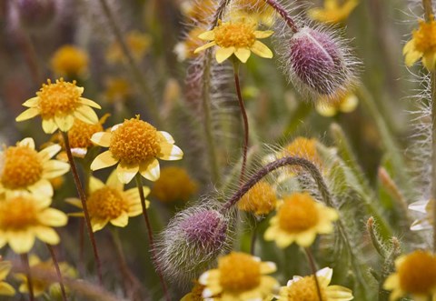 Framed Antelope Valley Wildfowers Print