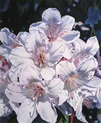 Framed Moment Of Glory Print