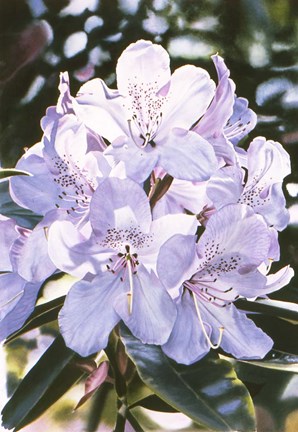 Framed Pink Pearl Print