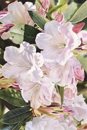 Framed Morning's Glory Print