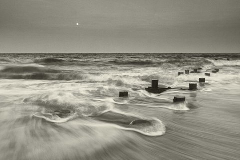 Framed Pelican Chorus Print