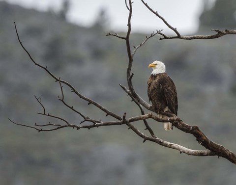 Framed Bald Eagle Perched Print