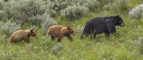 Framed Sow and Cubs Walking Print