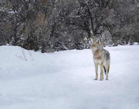 Framed Coyote in Snow Print