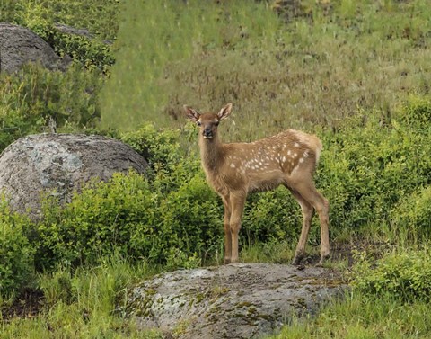 Framed Elk Calf Print