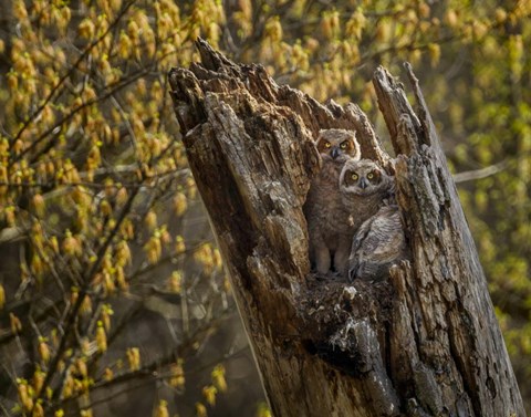 Framed Great Horned Owlets 2 Print