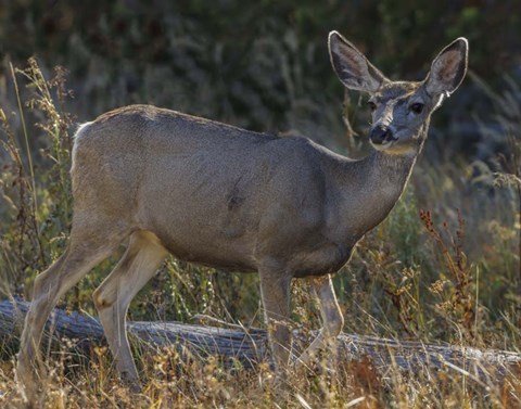 Framed Mule Deer YNP Print