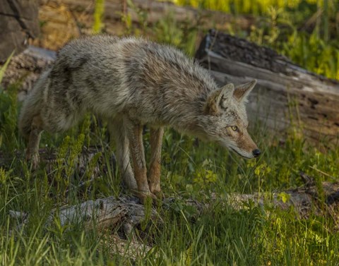 Framed Stalking Coyote Print