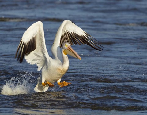 Framed Pelican GIO Print