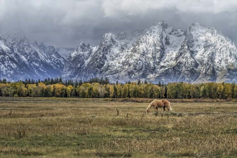 Framed Fine Dining In The Tetons Print