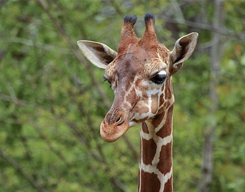 Framed Giraffe Print