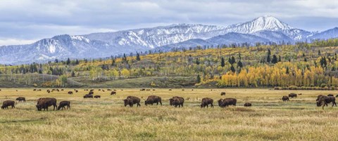Framed Grand Teton Bison Grazing Print