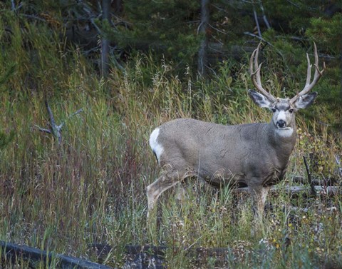 Framed Mule Deer Buck Print