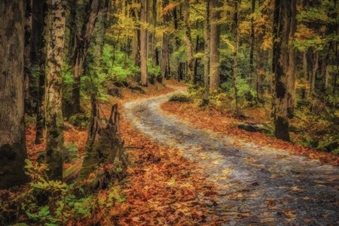 Framed Path In Greenbrier Watercolor Print