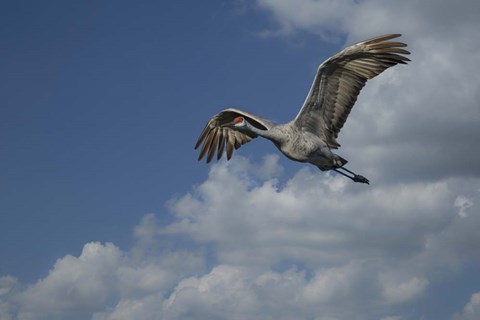 Framed Sandhill Crane In Flight Print