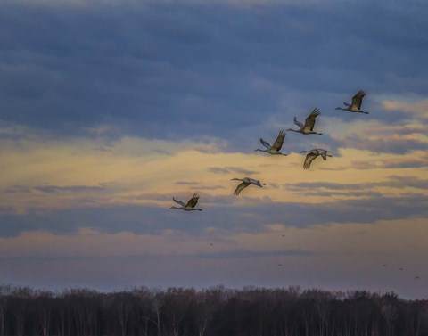 Framed Sandhill Cranes At Sunrise Print