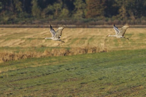 Framed Sandhills Take Flight Print