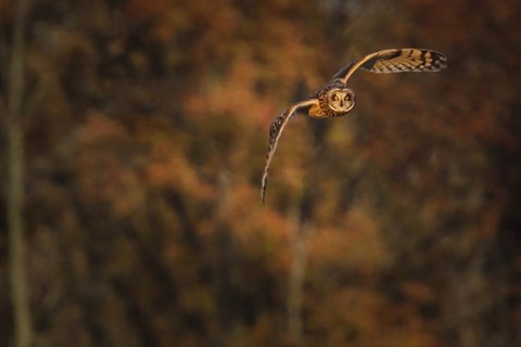 Framed Short Eared Owl Print