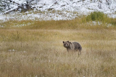 Framed Young Grizzly In Yellowstone Print