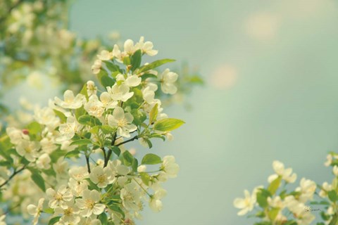 Framed Spring Beauty I Print