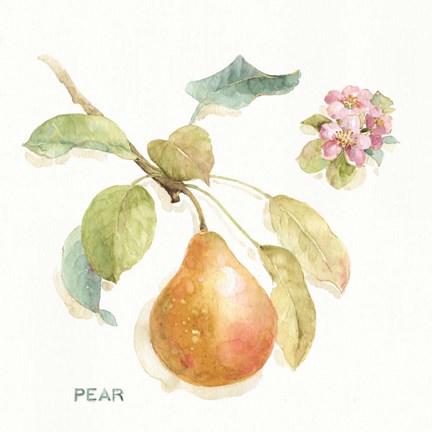 Framed Orchard Bloom II Print