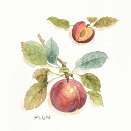 Framed Orchard Bloom IV Print