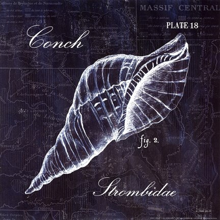 Framed Conch Print