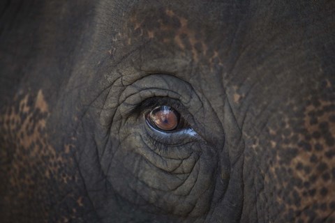 Framed Close Up of Elephant Eye Print