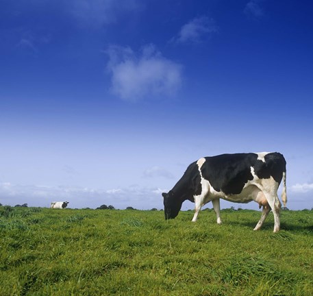Framed Cow Grazing against Clear Blue Sky Print