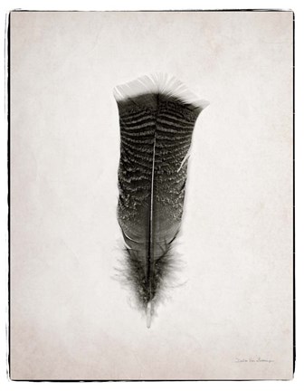 Framed Feather III BW Print