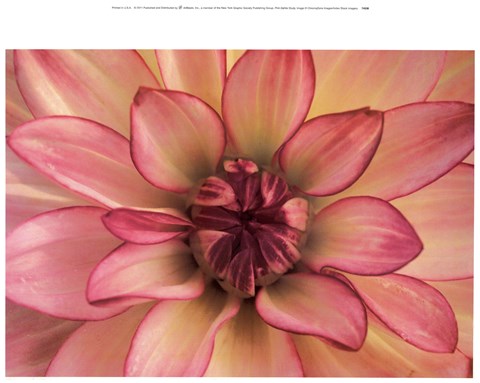 Framed Pink Dahlia Study Print
