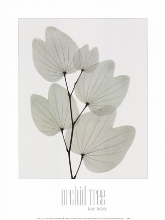 Framed Orchid Tree Print