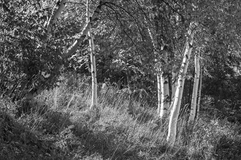 Framed Sunlit Birches II Print