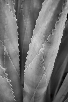 Framed Abstract Agava I Print