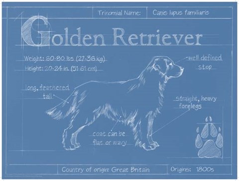 Framed Blueprint Golden Retriever Print