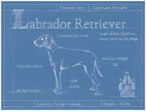 Framed Blueprint Labrador Retriever Print