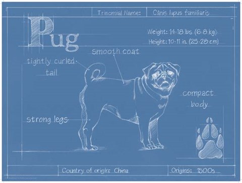 Framed Blueprint Pug Print