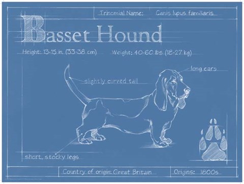 Framed Blueprint Basset Hound Print