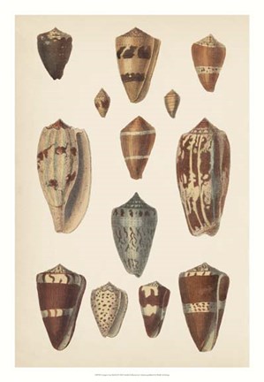 Framed Antique Cone Shells II Print