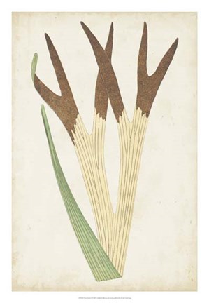 Framed Fern Family II Print