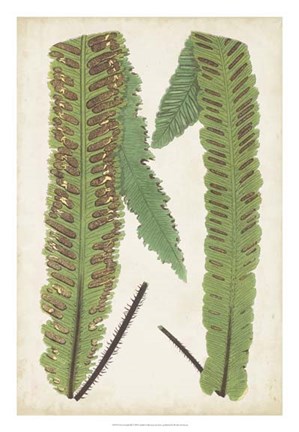 Framed Fern Family III Print
